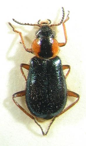Attalus sicanus