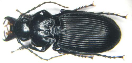 Pterostichus cristatus