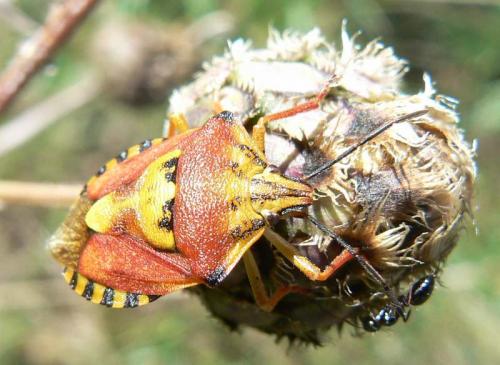 Carpocoris pudicus