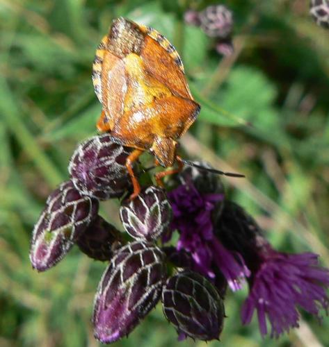Carpocoris purpureipennis