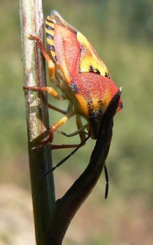 Carpocoris pudicus