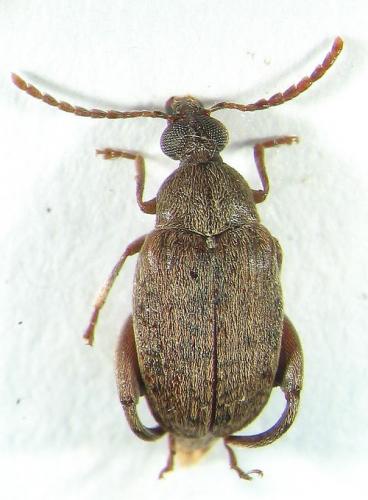 Caryedon serratus