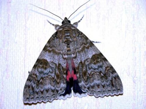 Réf. 14 705 : Catocala nupta