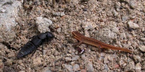 Ocypus olens