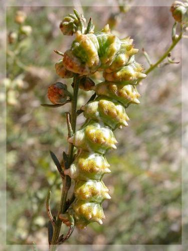 Réf. 14 428 : Cucullia cineracea