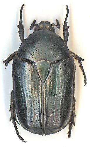 Tephraea simonsi