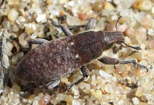 Pseudocleonus grammicus
