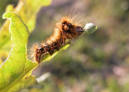 Acronicta rumicis