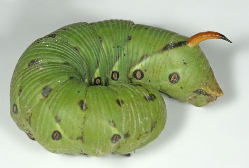 Agrius convolvuli
