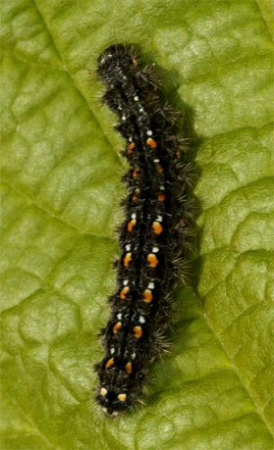 Réf. 14 044 : Eilema sp.