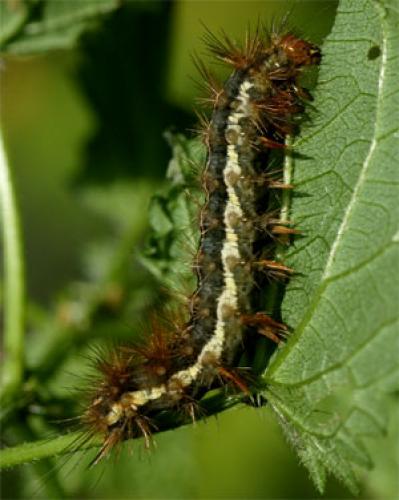 Spilosoma lutea