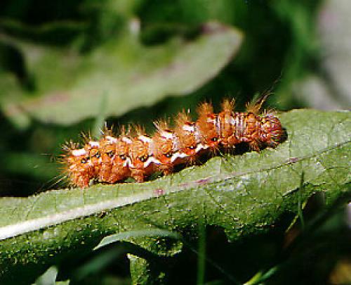 Acronicta rumicis