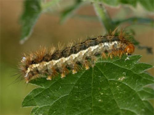 Spilosoma lutea
