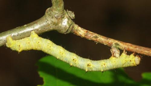 Phigalia pilosaria