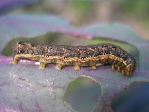 Mamestra brassicae