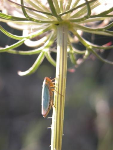 Cicadella viridis