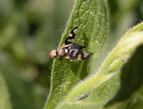 Réf. 14 650 : Urophora cardui