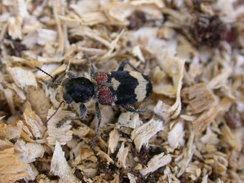 Clerus mutillarius