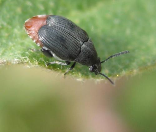 Bruchidius siliquastri