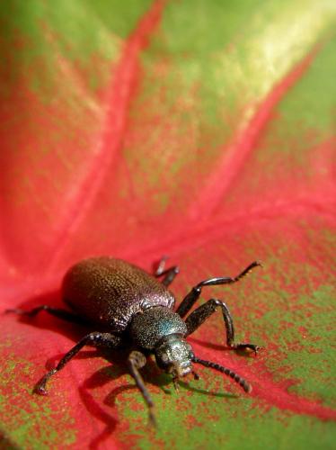Réf. 14 280 : Metallonotus metallicus