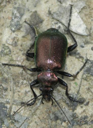 Réf. 14 116 : Calosoma inquisitor