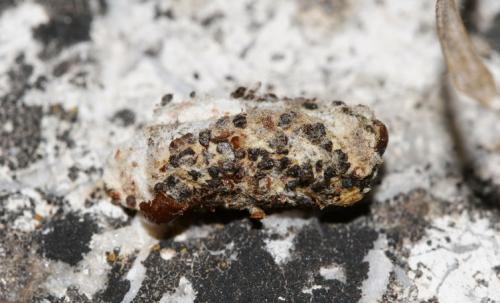 Réf. 14 683 : Calymma communimacula
