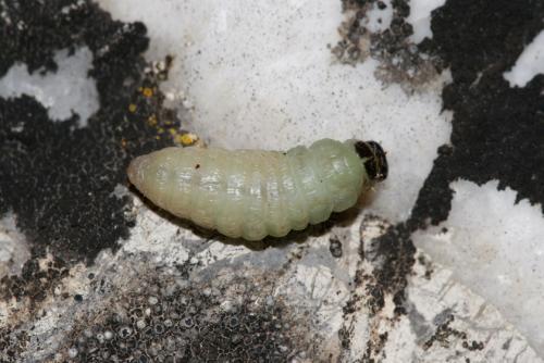 Réf. 14 684 : Calymma communimacula