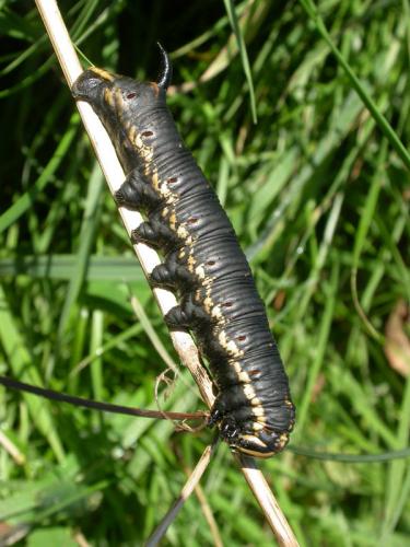 Agrius convolvuli