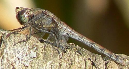 Sympetrum striolatum