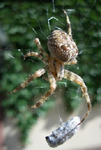 Araneus diadematus