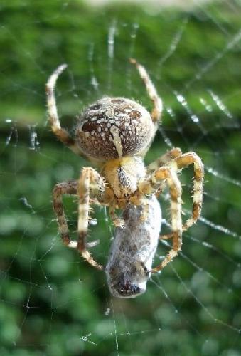 Araneus diadematus