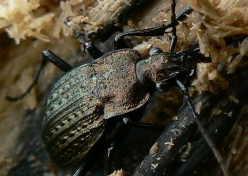 Carabus granulatus