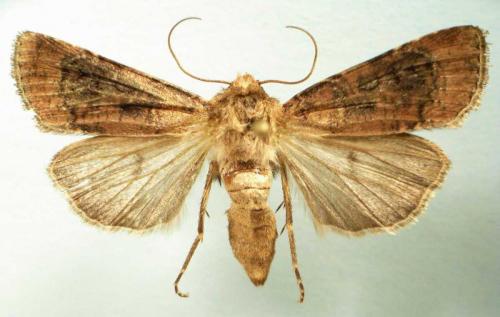 Agrotis clavis