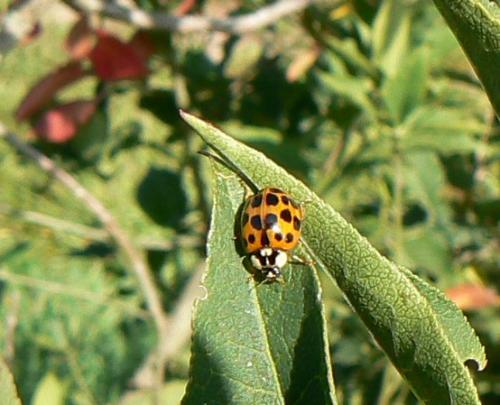 Harmonia axyridis