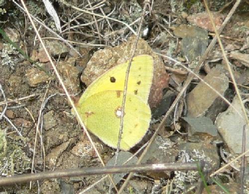 Colias croceus