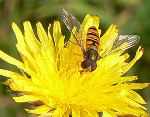 Episyrphus balteatus