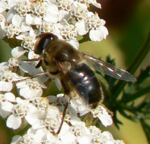 Eristalis tenax