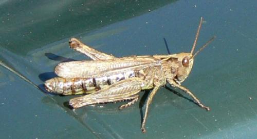 Chorthippus sp.