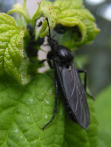 Bibio sp.