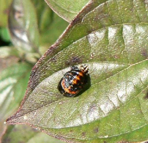 Harmonia axyridis