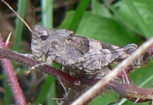 Oedipoda sp.