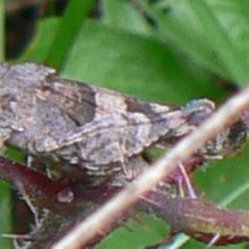 Oedipoda sp.