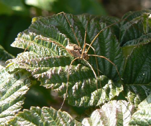 Phalangium opilio