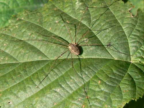 Phalangium opilio