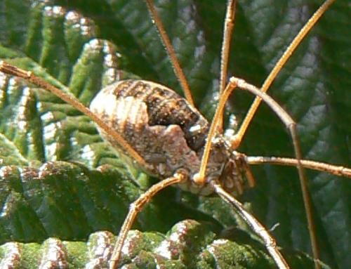Phalangium opilio
