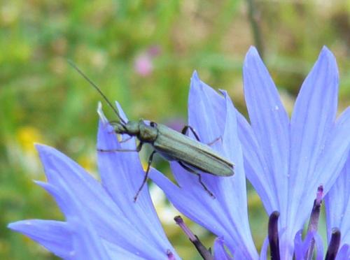 Oedemera sp.