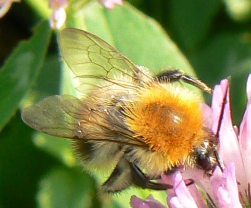 Bombus pascuorum