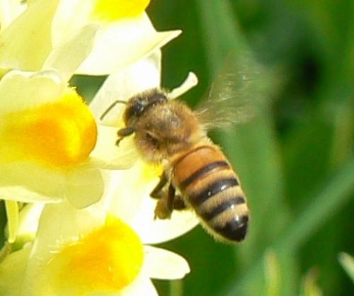 Apis mellifera