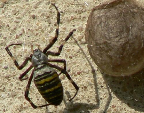 Argiope bruennichi