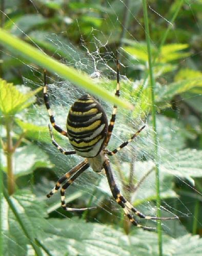 Réf. 14 224 : Argiope bruennichi
